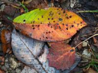 Verschiedene Blätter in mehreren Farbschattierungen